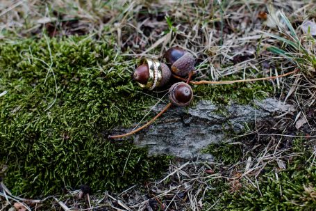 Eicheln auf einem moosbedeckten Baumstamm im Herbst.